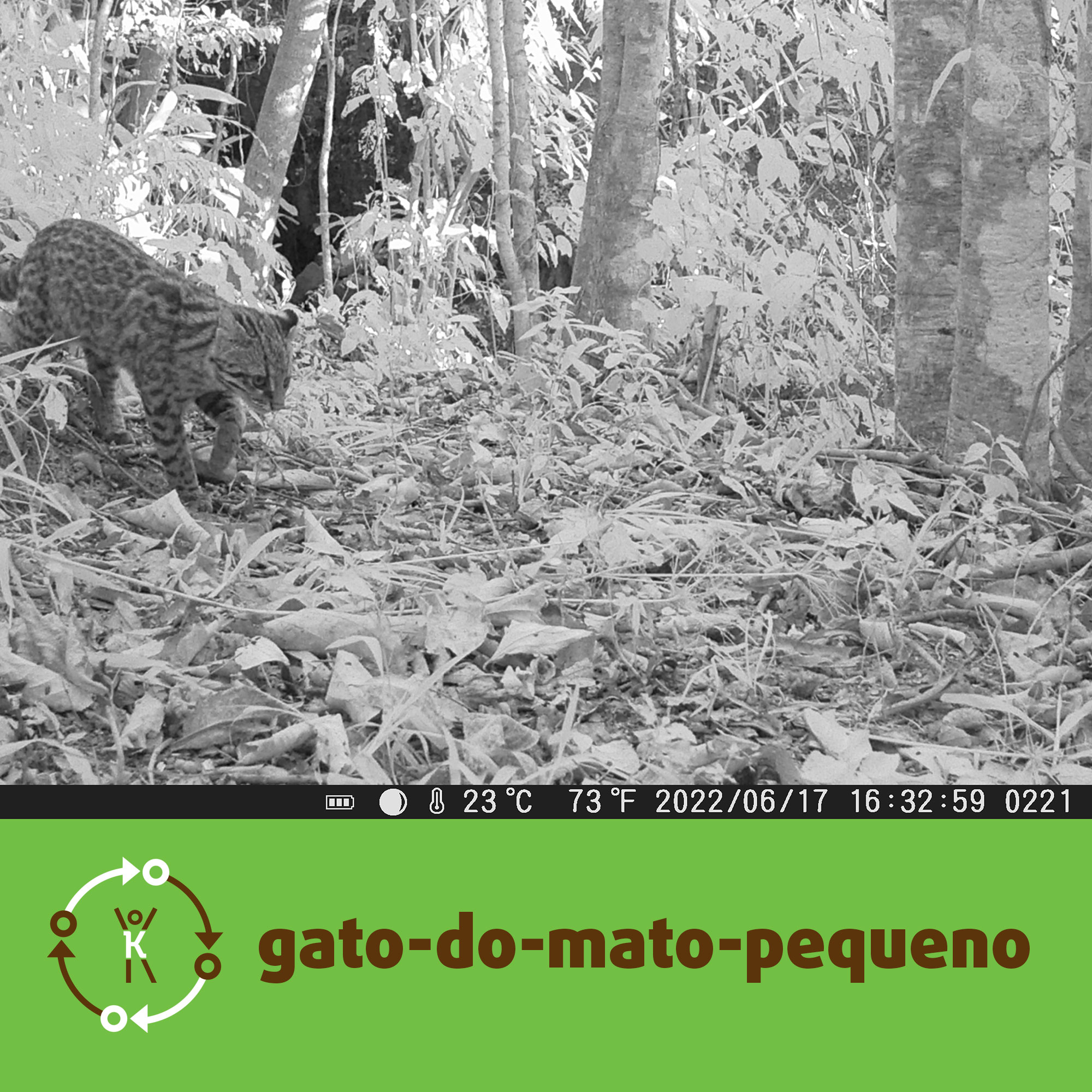 gato-do-mato-pequeno