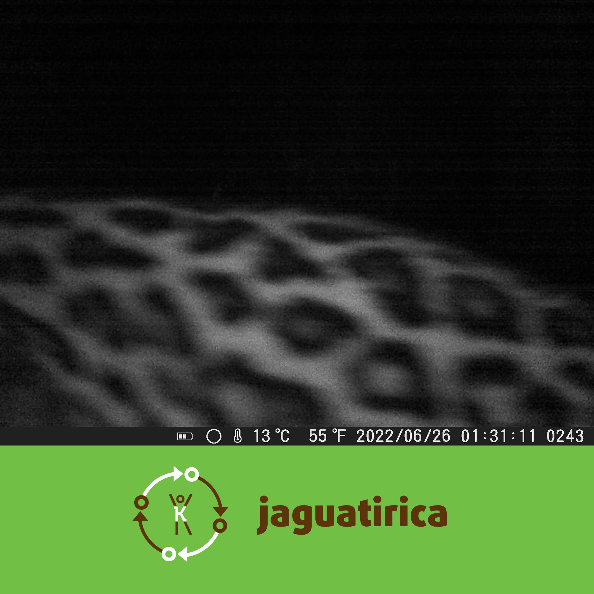 jaguatirica